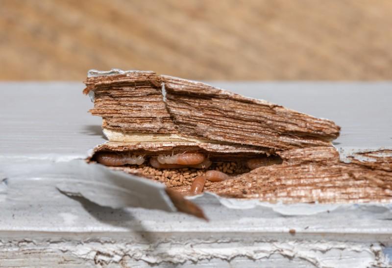 diagnostics termites
